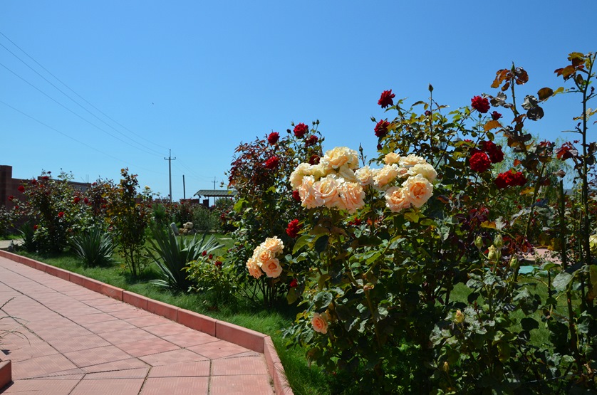 DSC_0629.JPG