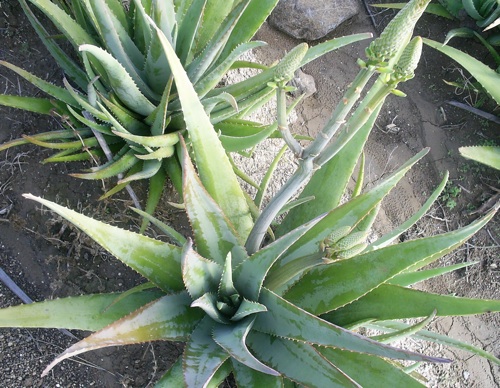 Aloe Vera